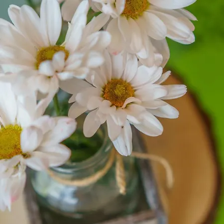 Loft Folk Daire Zakopane